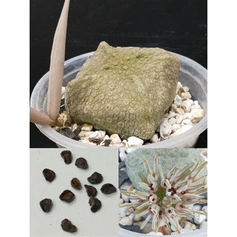 四方凝蹄玉|Pseudolithos cubiformis 方凝蹄玉